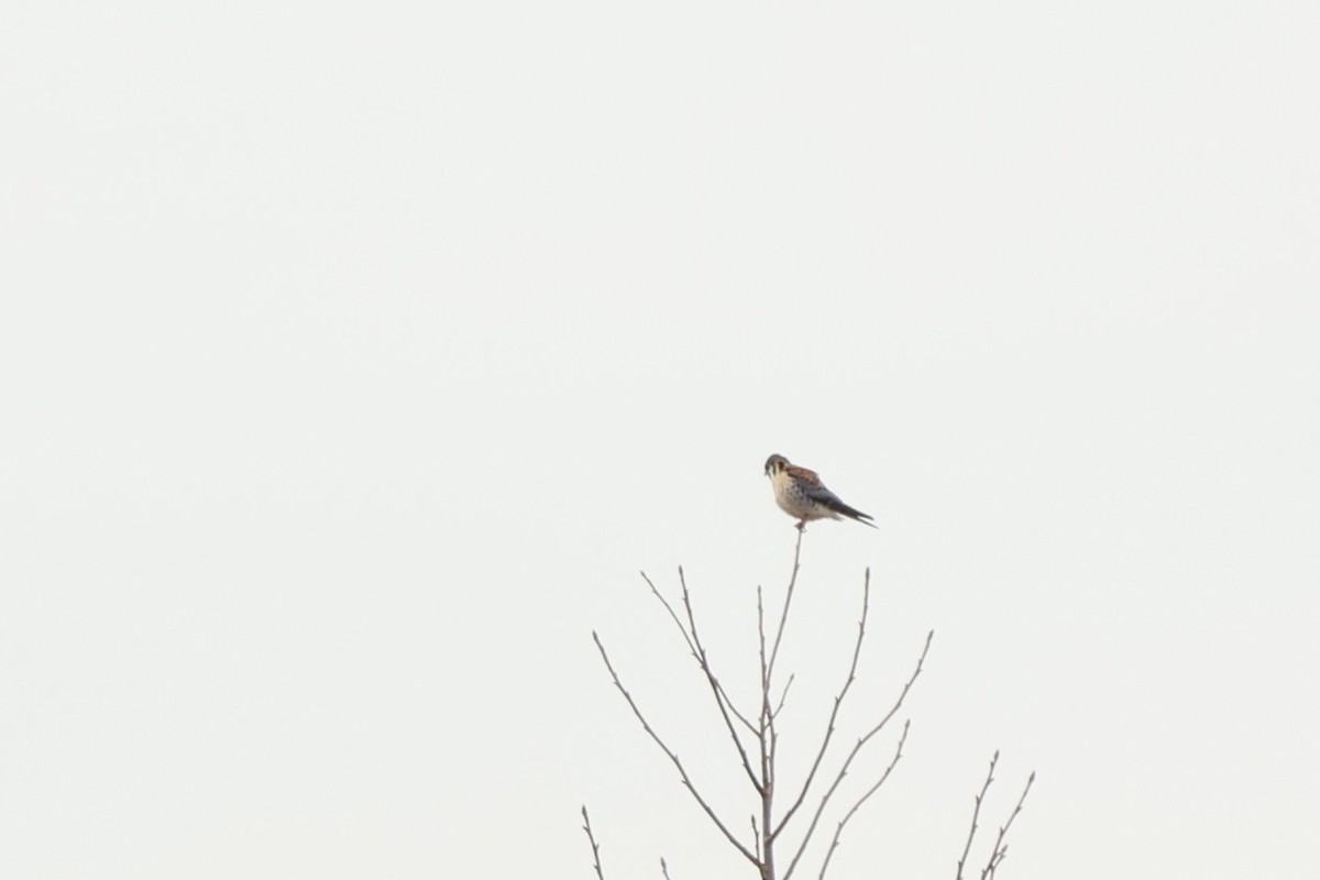 American Kestrel - Peyton Stone