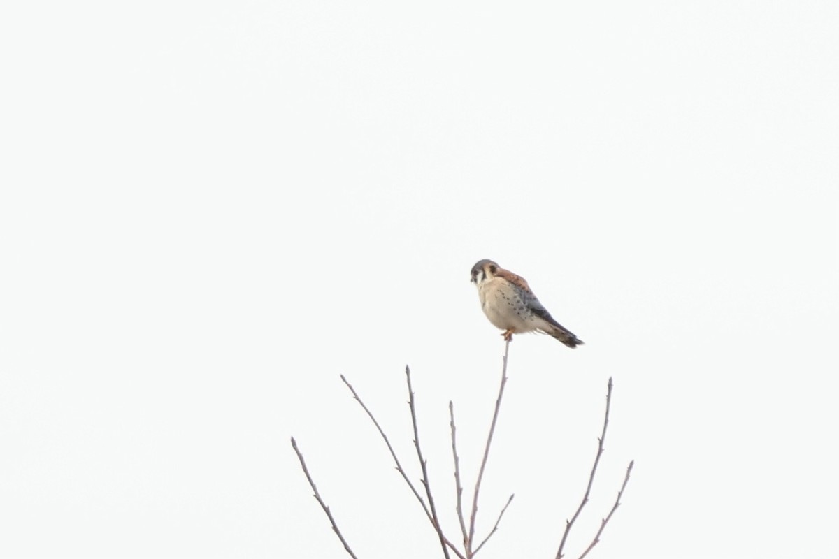 American Kestrel - Peyton Stone