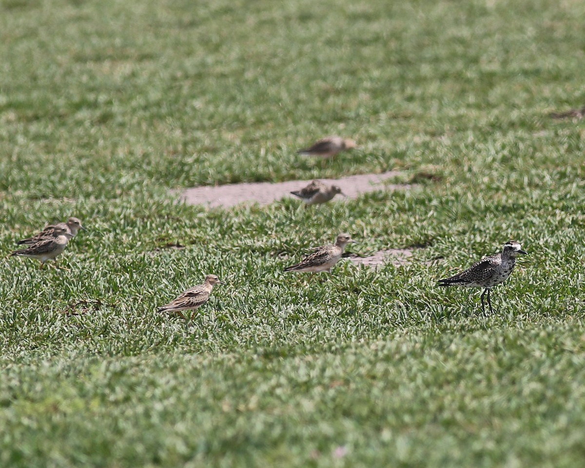 American Golden-Plover - ML619099133