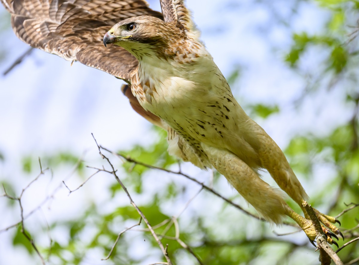 Rotschwanzbussard - ML619099135