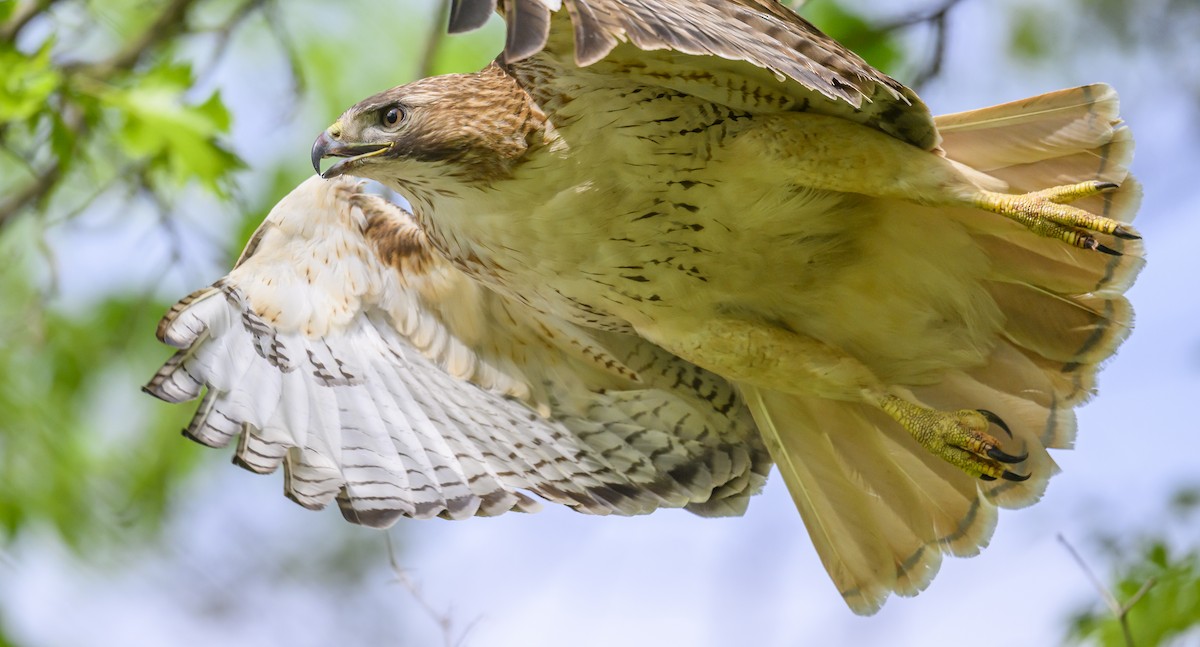 Red-tailed Hawk - Jocelyn  Anderson