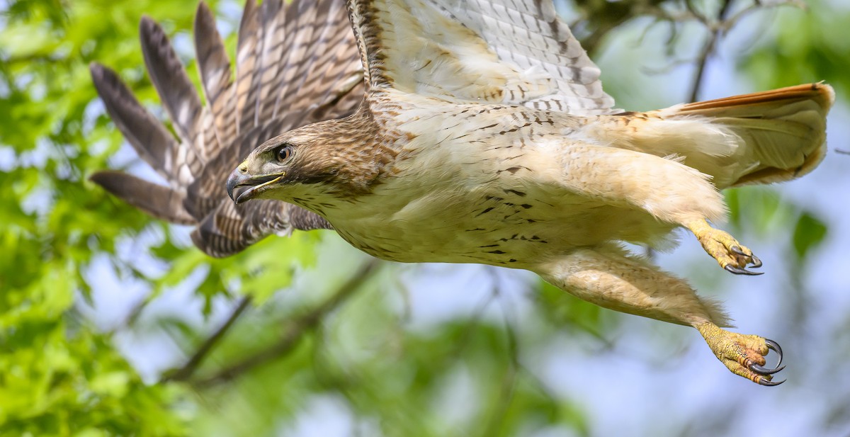 Rotschwanzbussard - ML619099137