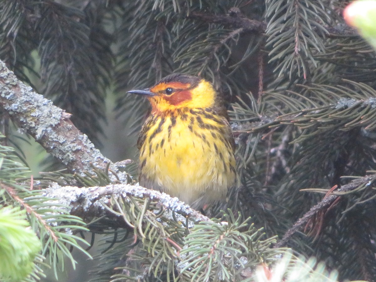 Cape May Warbler - Christine Cote
