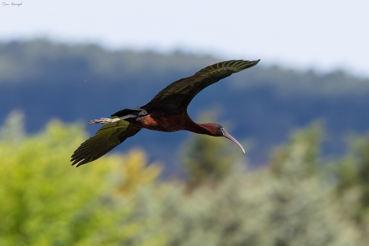 ibis hnědý - ML619099194