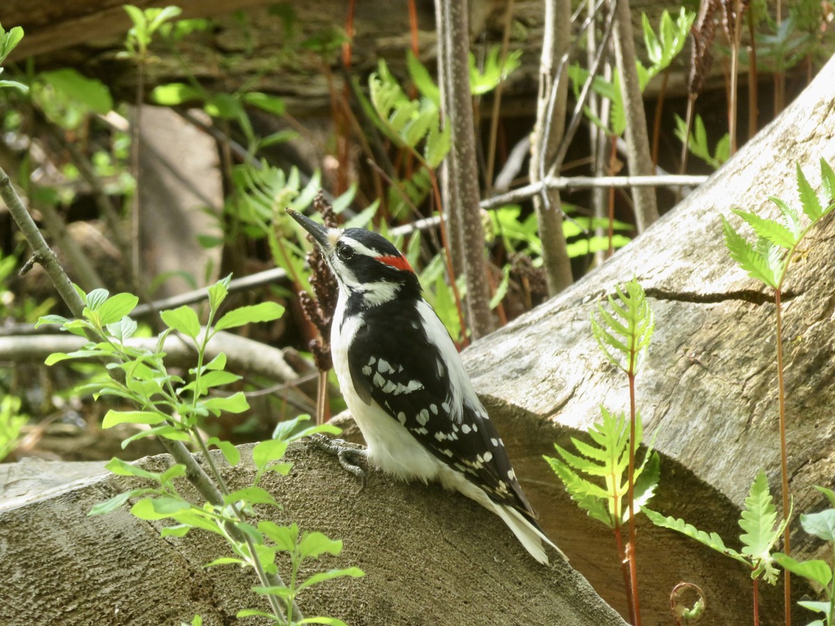 Hairy Woodpecker - Christine Cote