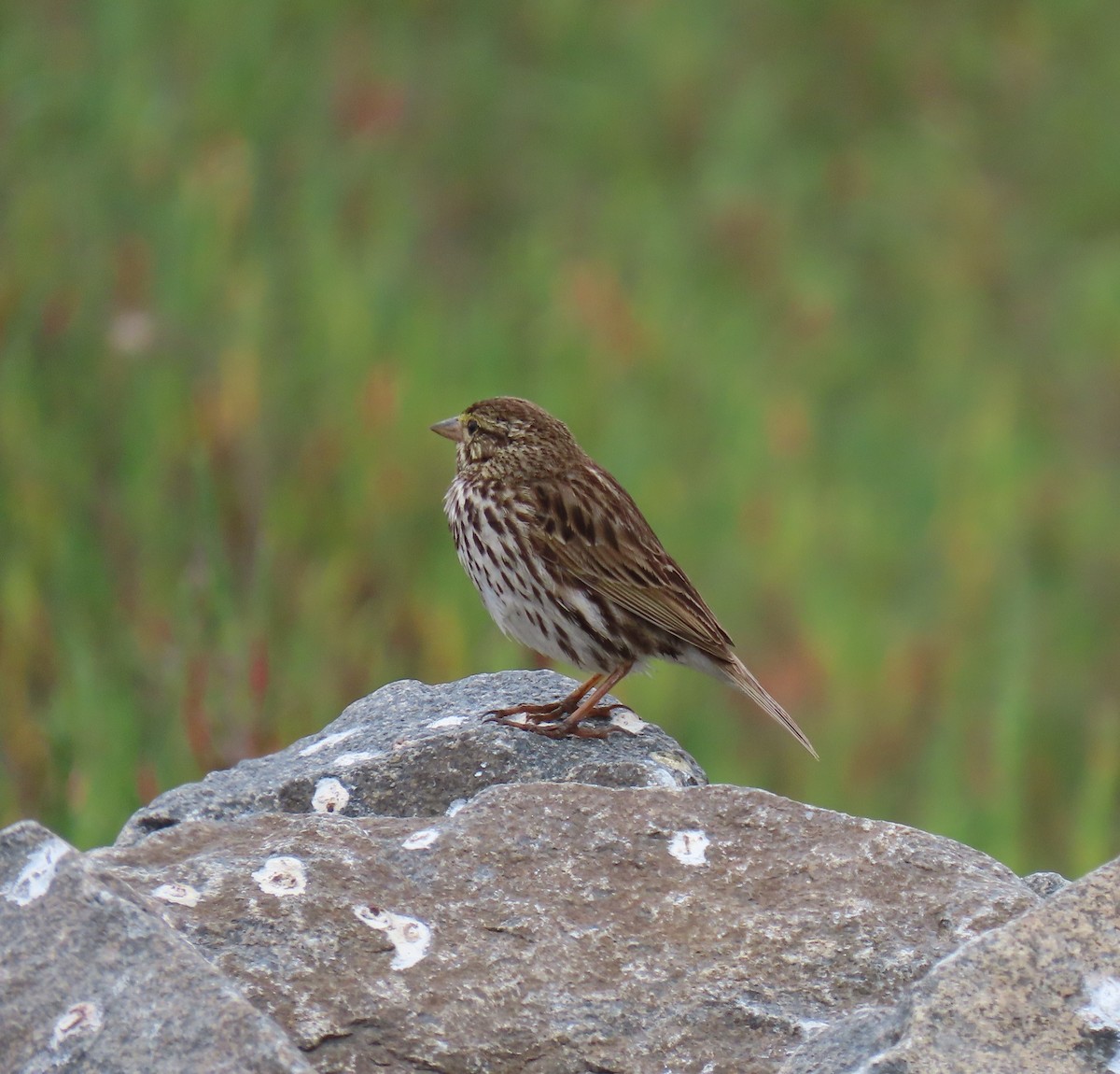 Savannah Sparrow (Belding's) - Charley Herzfeld