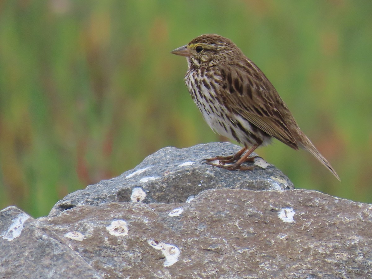 Savannah Sparrow (Belding's) - Charley Herzfeld