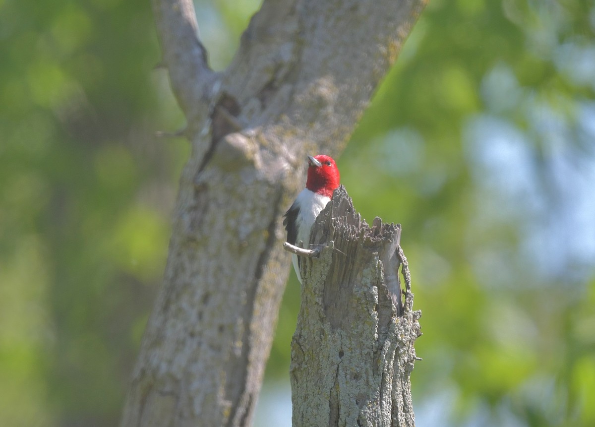 Red-headed Woodpecker - Gary Charlton