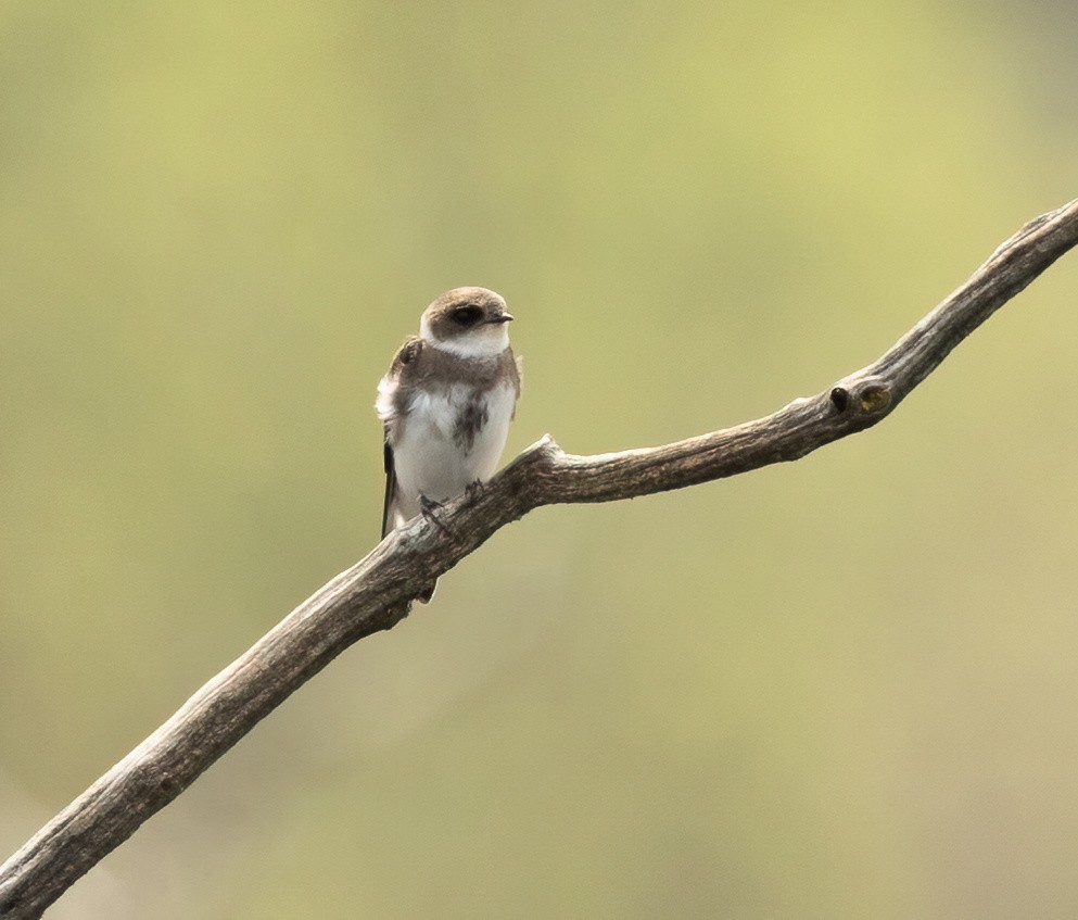 Bank Swallow - Julie Paquette