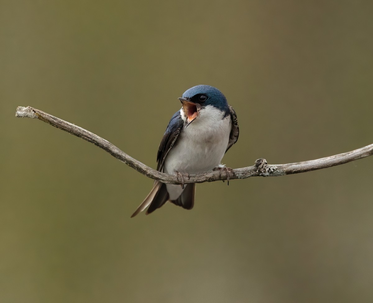 Tree Swallow - Julie Paquette