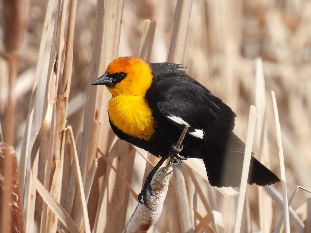 Yellow-headed Blackbird - Pam Hawkes