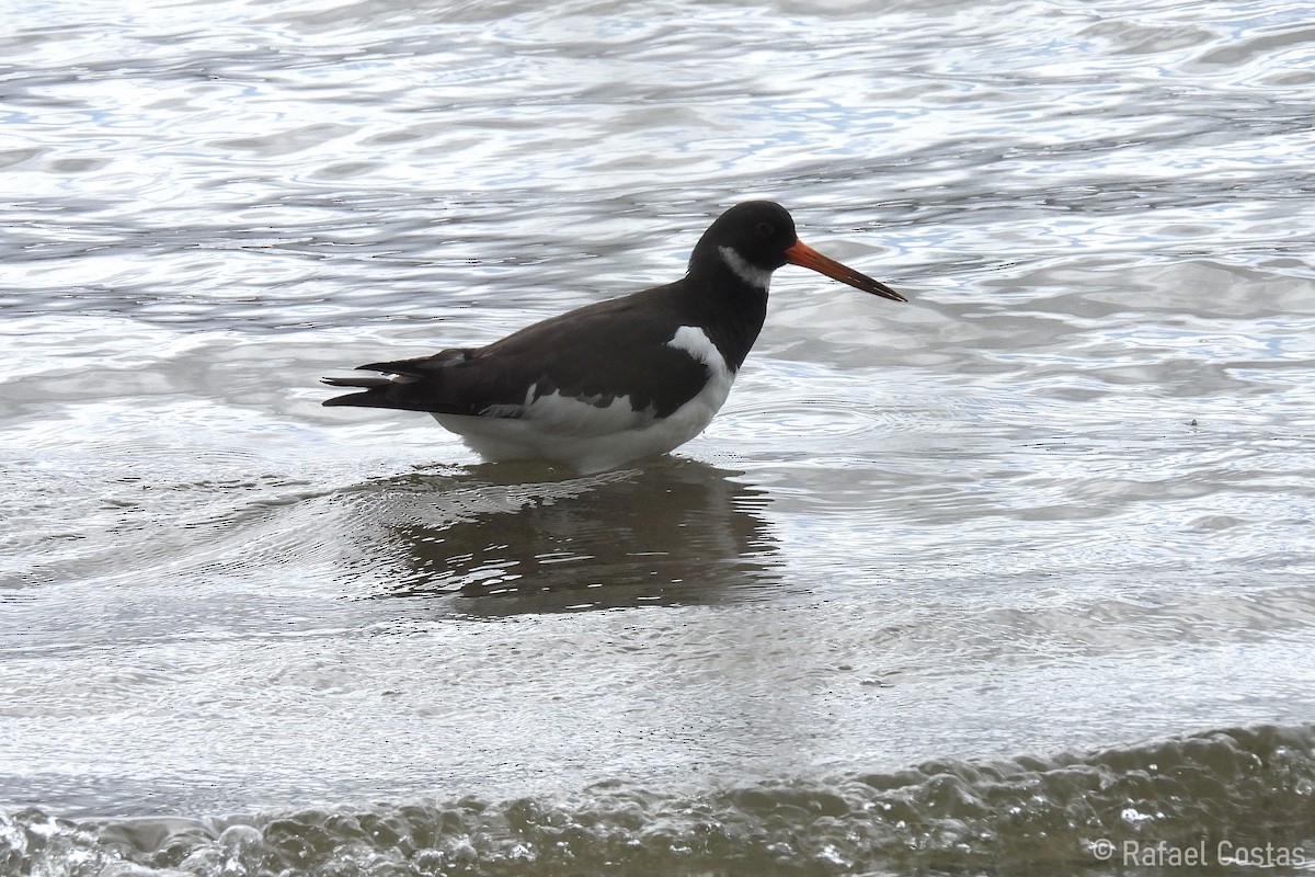 Eurasian Oystercatcher - Rafael Costas