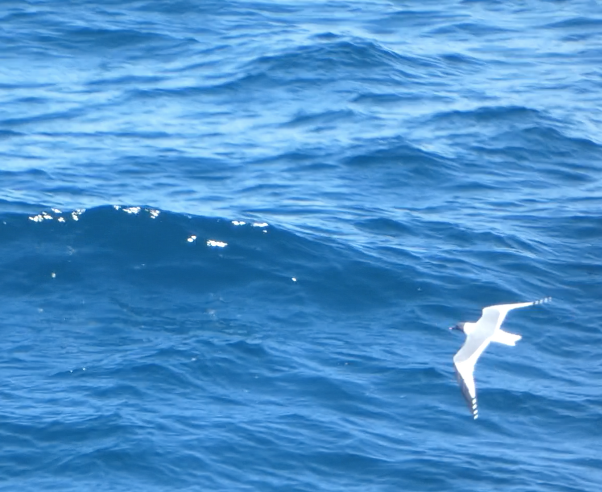 Sabine's Gull - Kevin Hayes