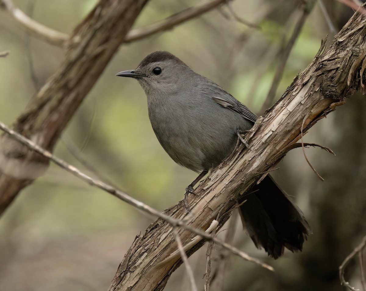 Gray Catbird - Julie Paquette