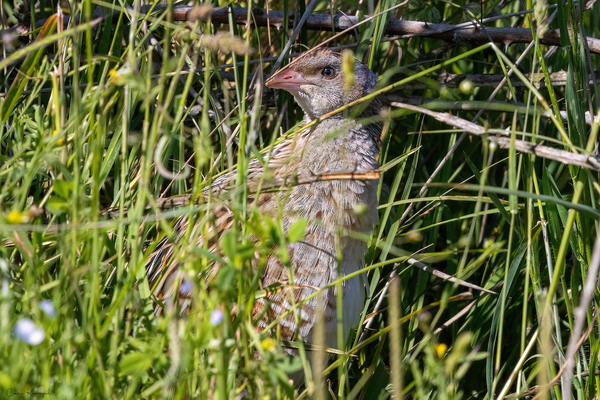 Corn Crake - ML619099301