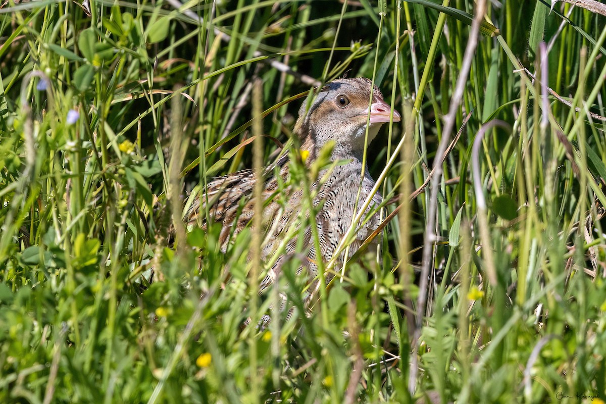 Corn Crake - ML619099303