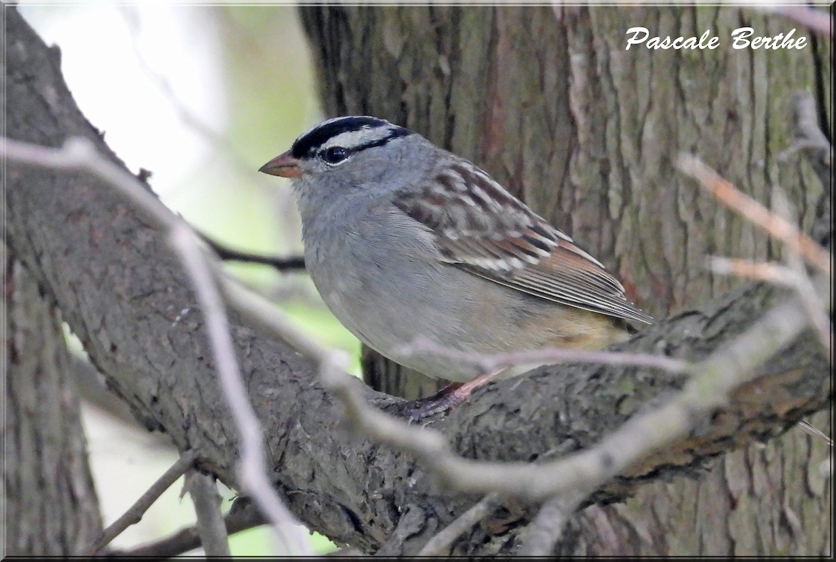 White-crowned Sparrow - Pascale Berthe
