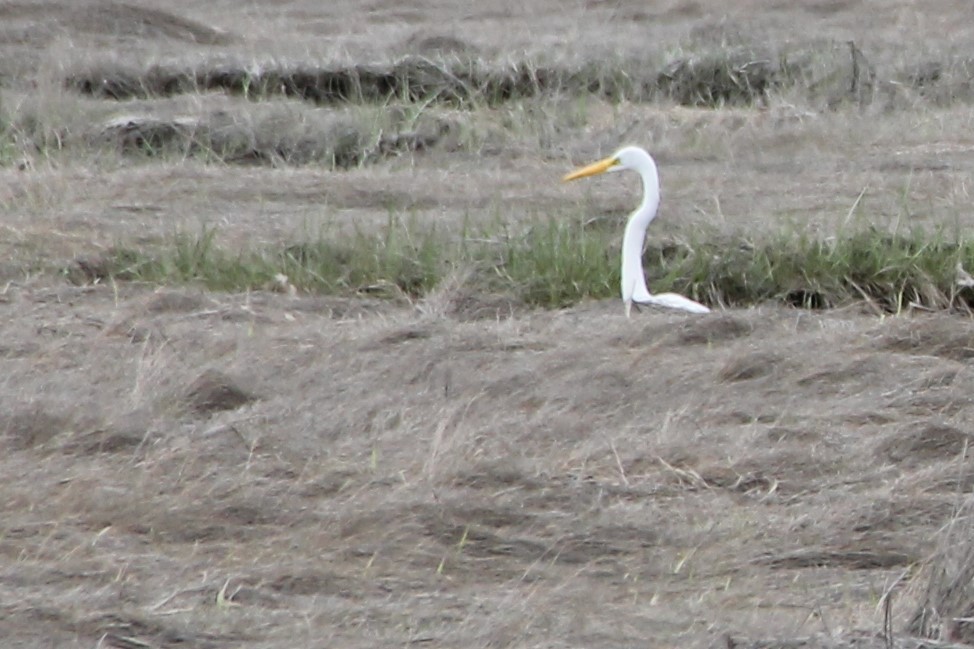 Great Egret - Martha Huestis