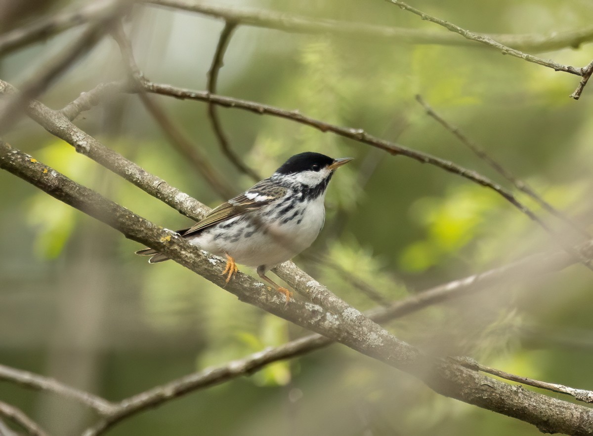 Blackpoll Warbler - Julie Paquette