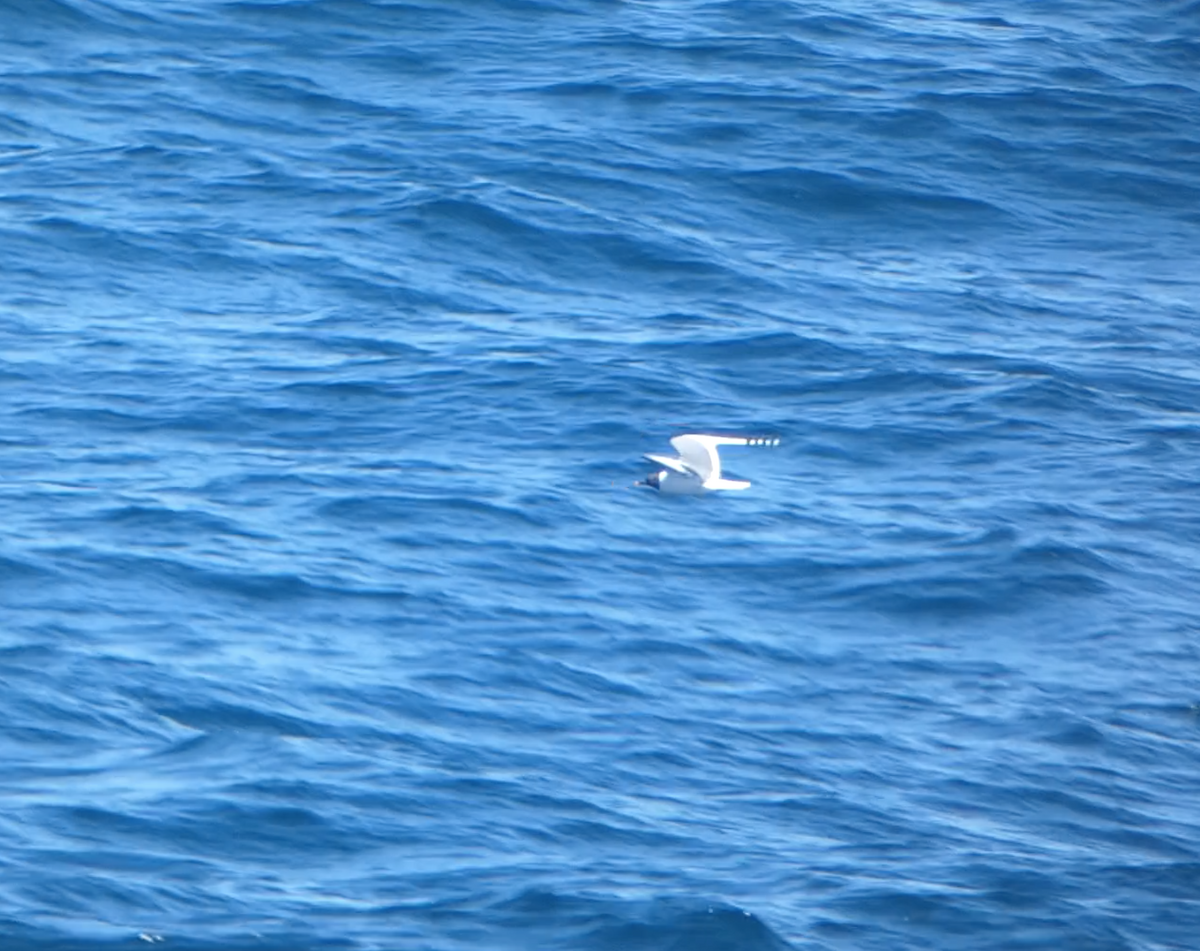 Sabine's Gull - Kevin Hayes