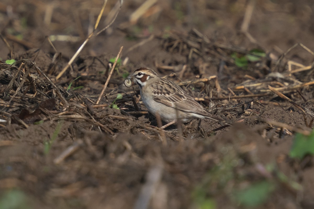 Lark Sparrow - Blake Cloninger