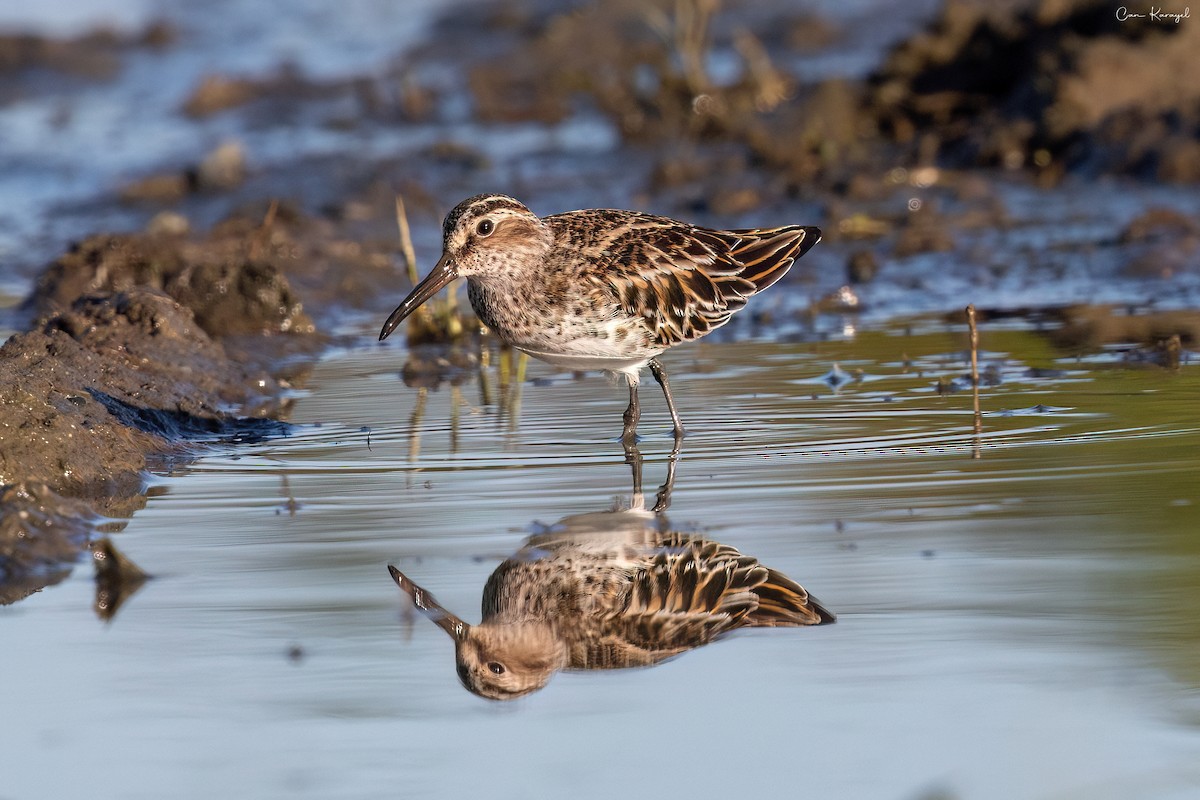 Broad-billed Sandpiper - ML619099360