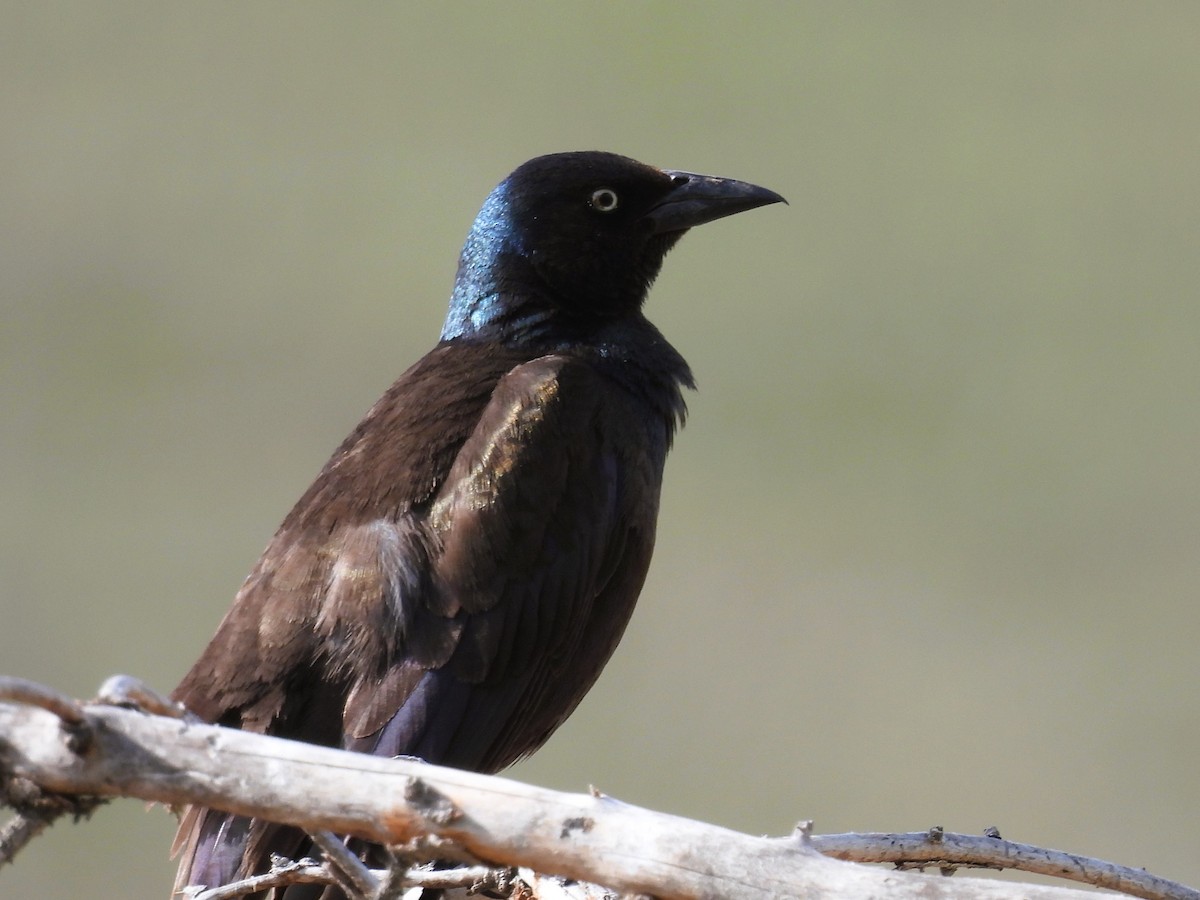 Common Grackle - Pam Hawkes