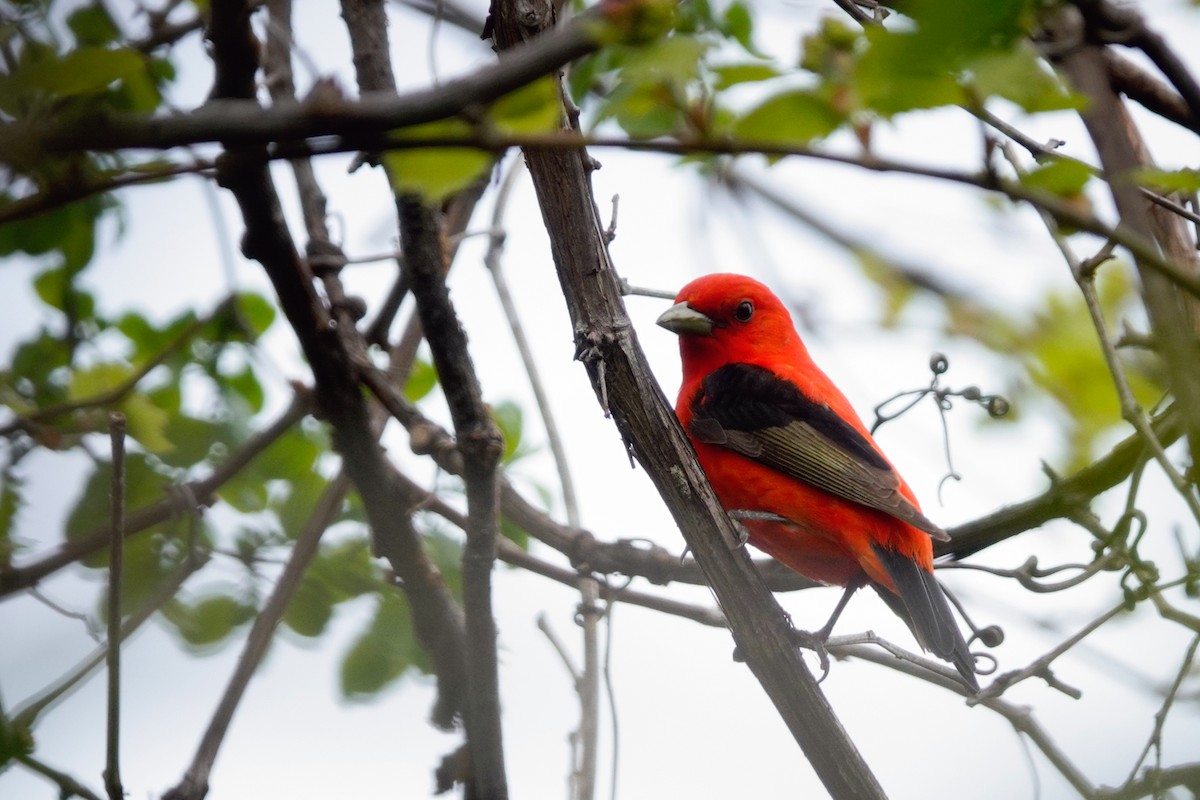 Scarlet Tanager - Louise Courtemanche 🦅