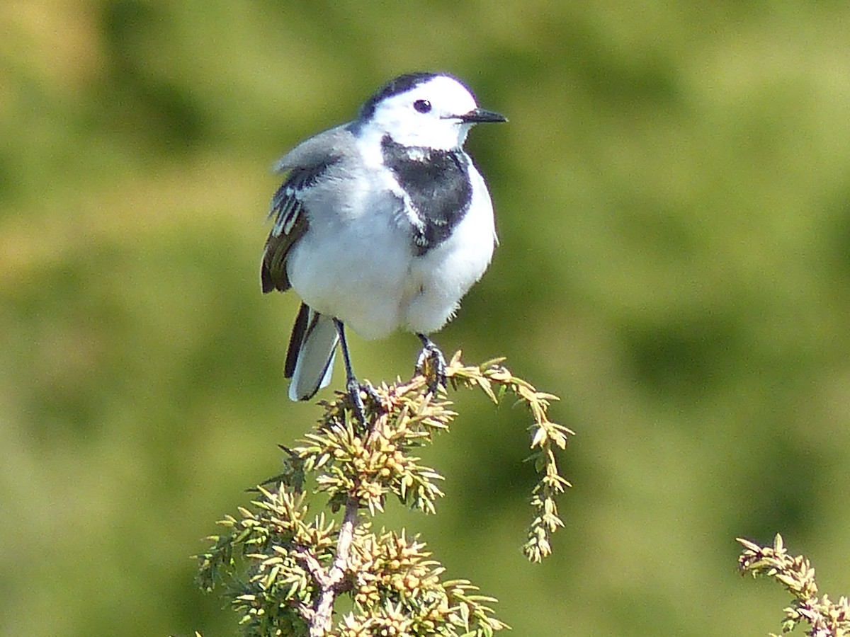 White Wagtail - Coleta Holzhäuser