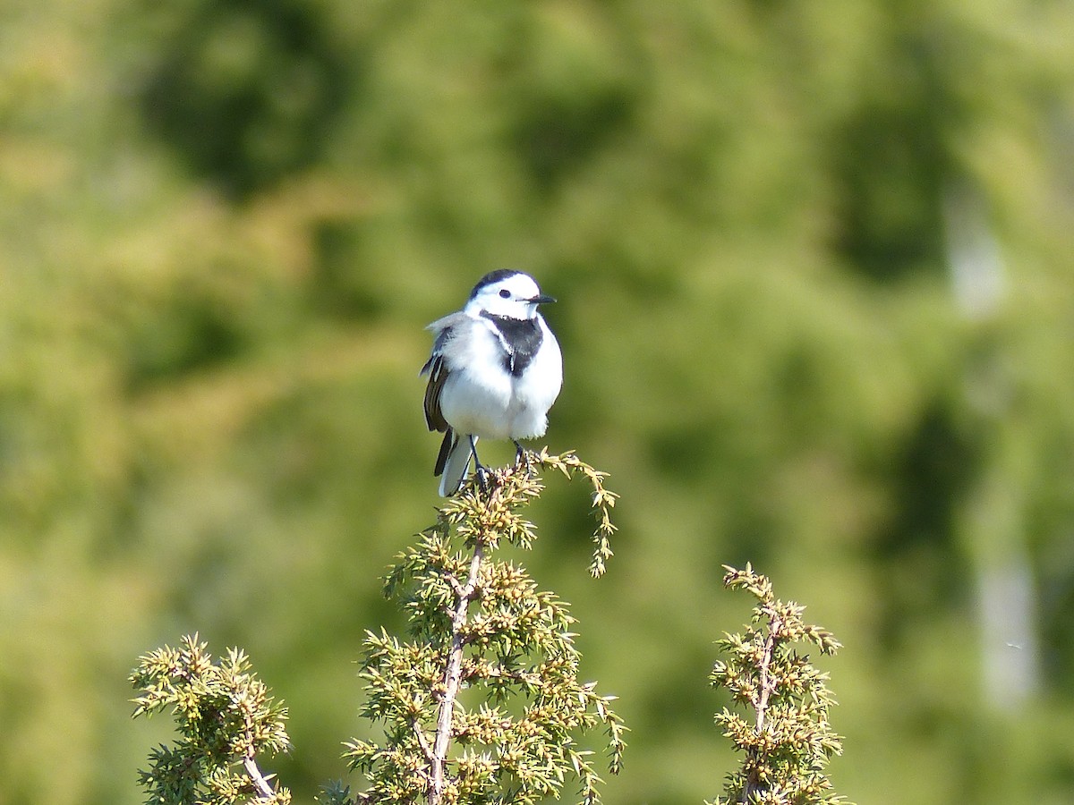 White Wagtail - Coleta Holzhäuser