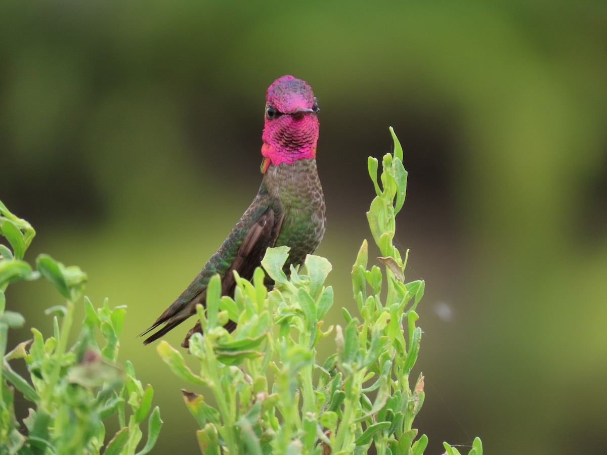 Anna's Hummingbird - Charley Herzfeld