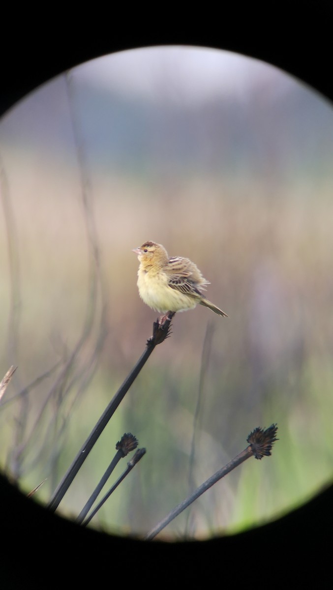 Bobolink - Linda  Nong