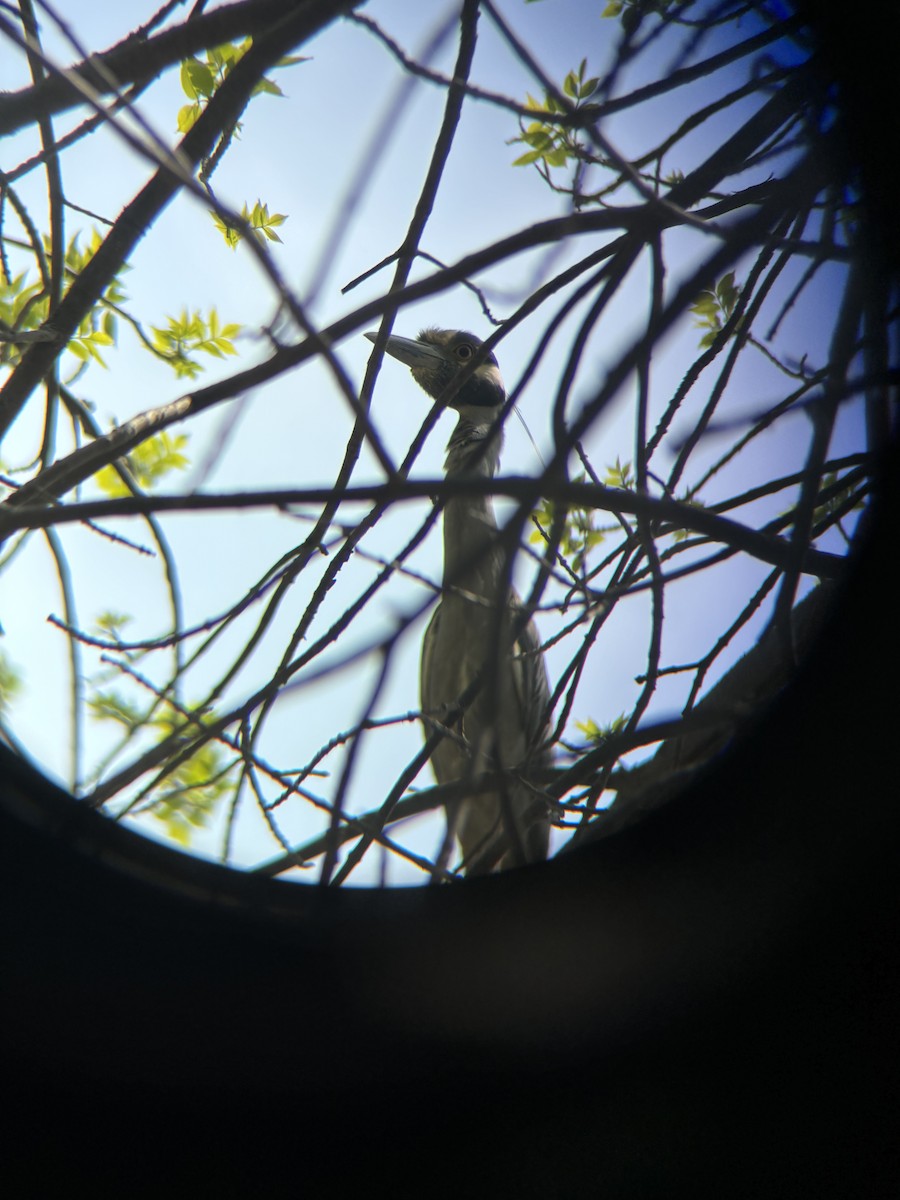 Yellow-crowned Night Heron - ML619099479