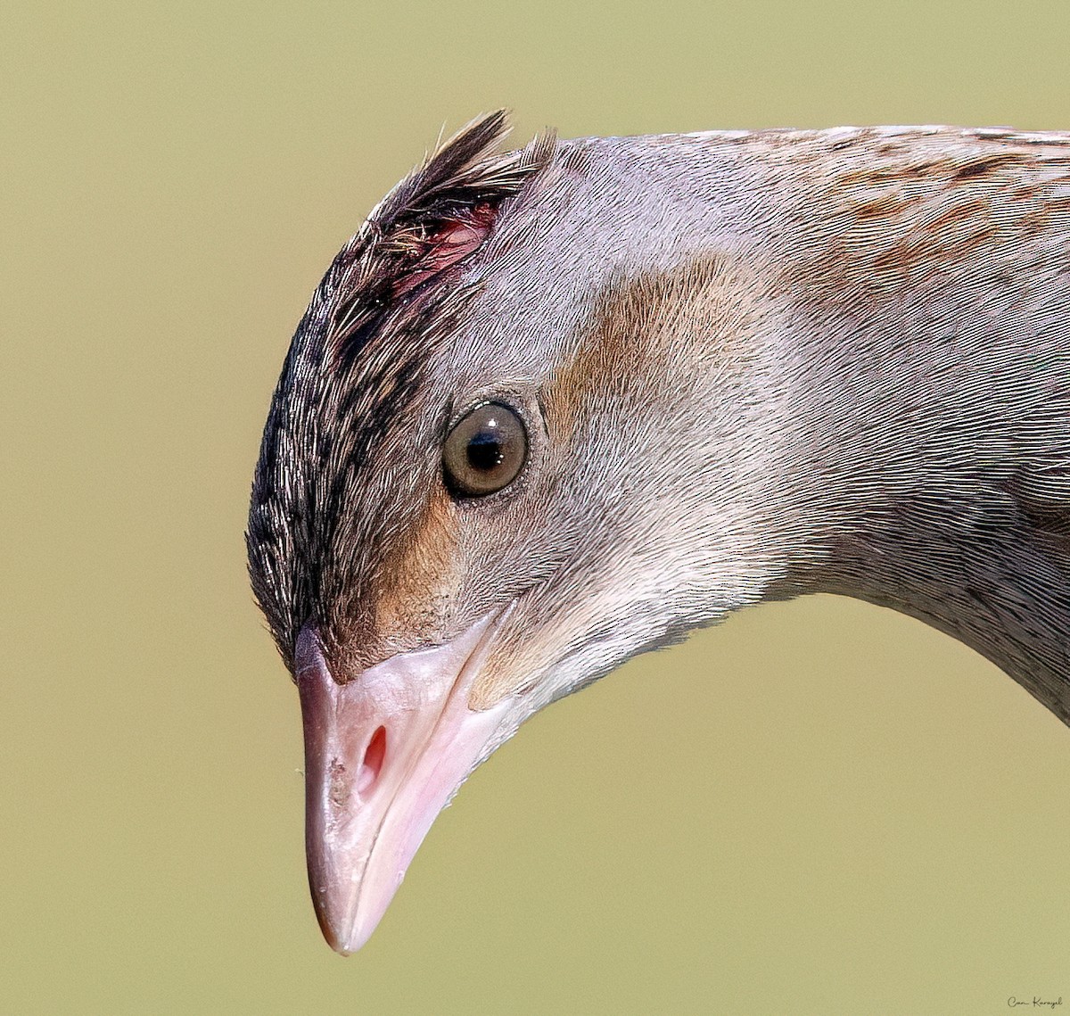 Corn Crake - Can Karayel