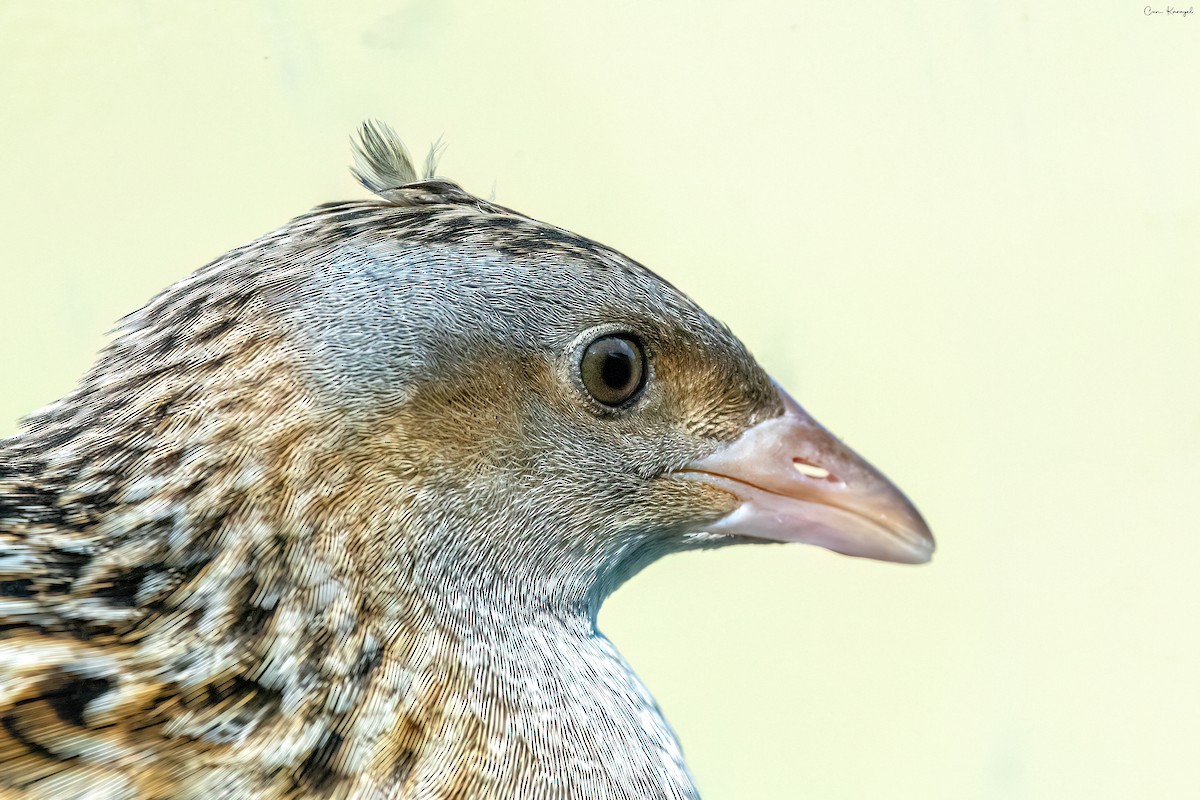 Corn Crake - Can Karayel