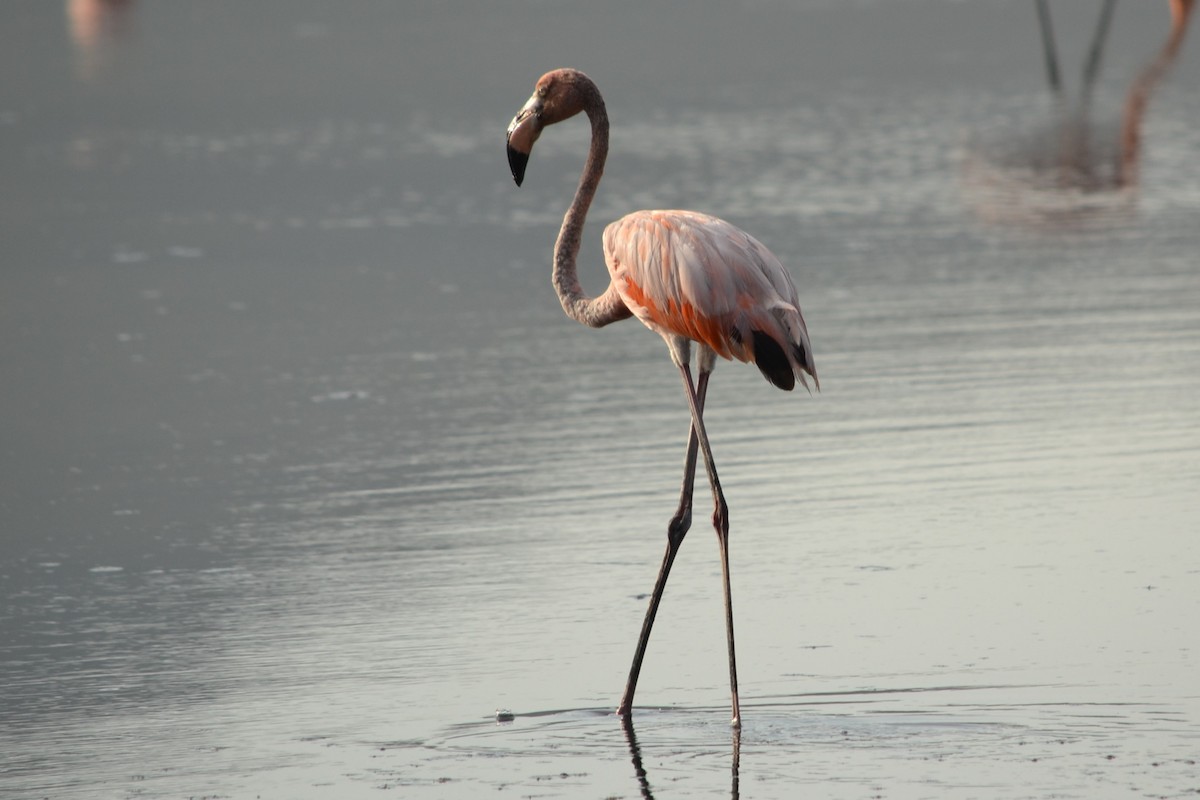 American Flamingo - Irene Esteves