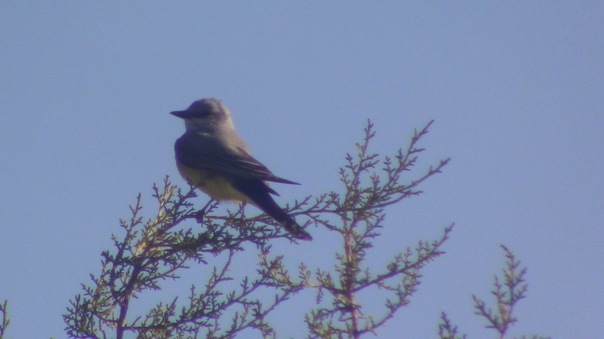 Western Kingbird - Owen Anderson