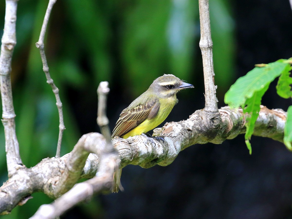 Golden-crowned Flycatcher - Geoff Butcher