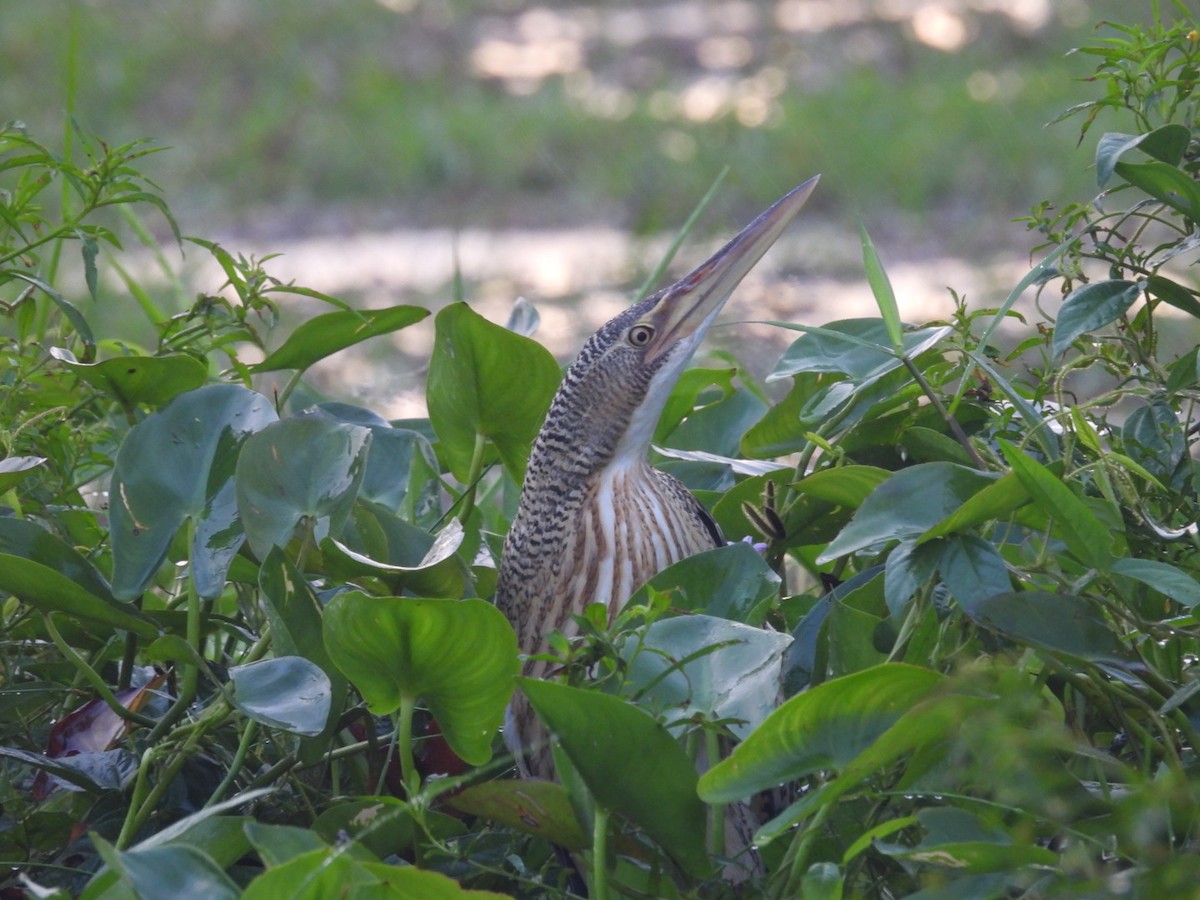 Pinnated Bittern - Néstor Villalobos Rojas