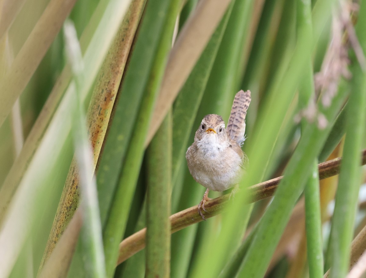 Marsh Wren - Amanda Gaskin