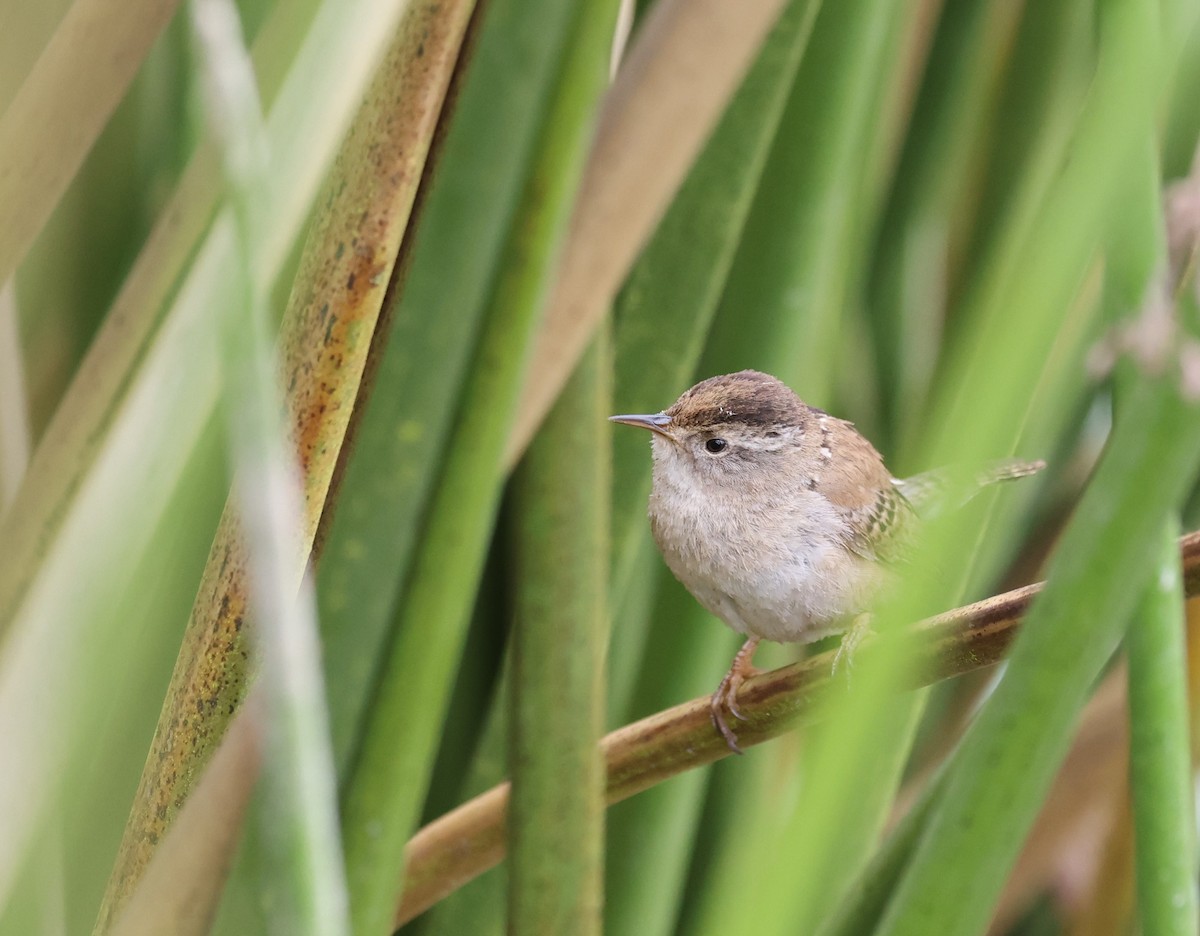 Marsh Wren - Amanda Gaskin