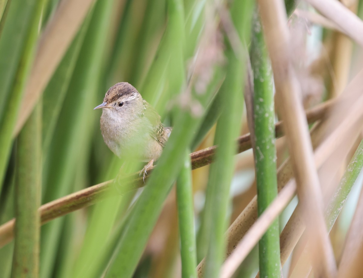 Marsh Wren - Amanda Gaskin