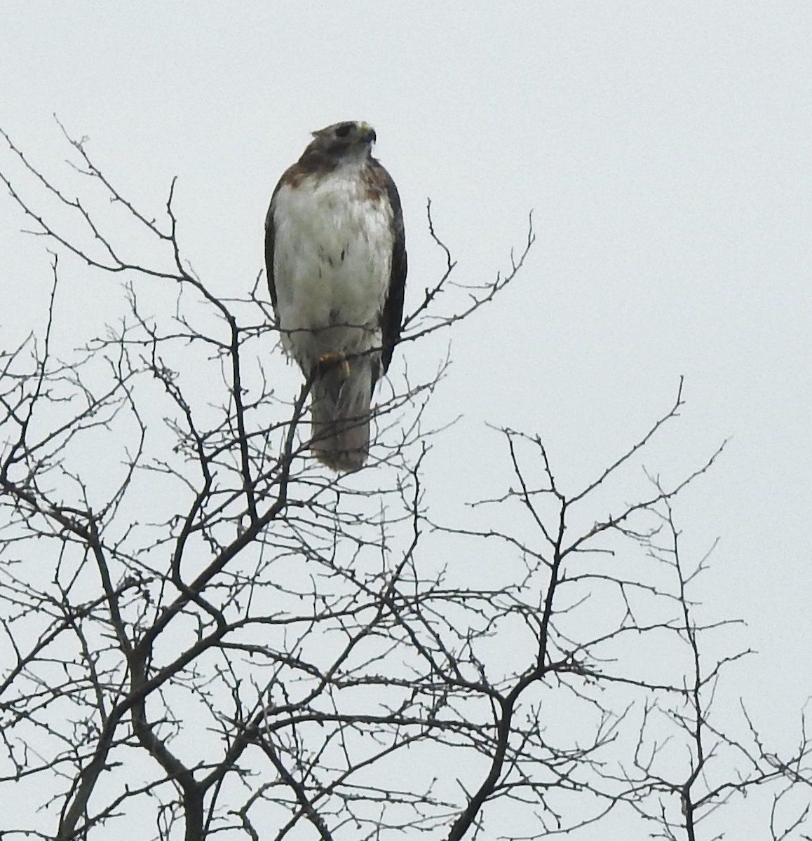 Red-tailed Hawk - Carol Morgan