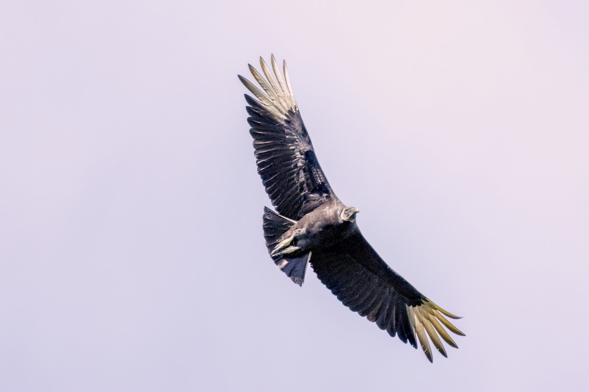 Black Vulture - Dennis Miller