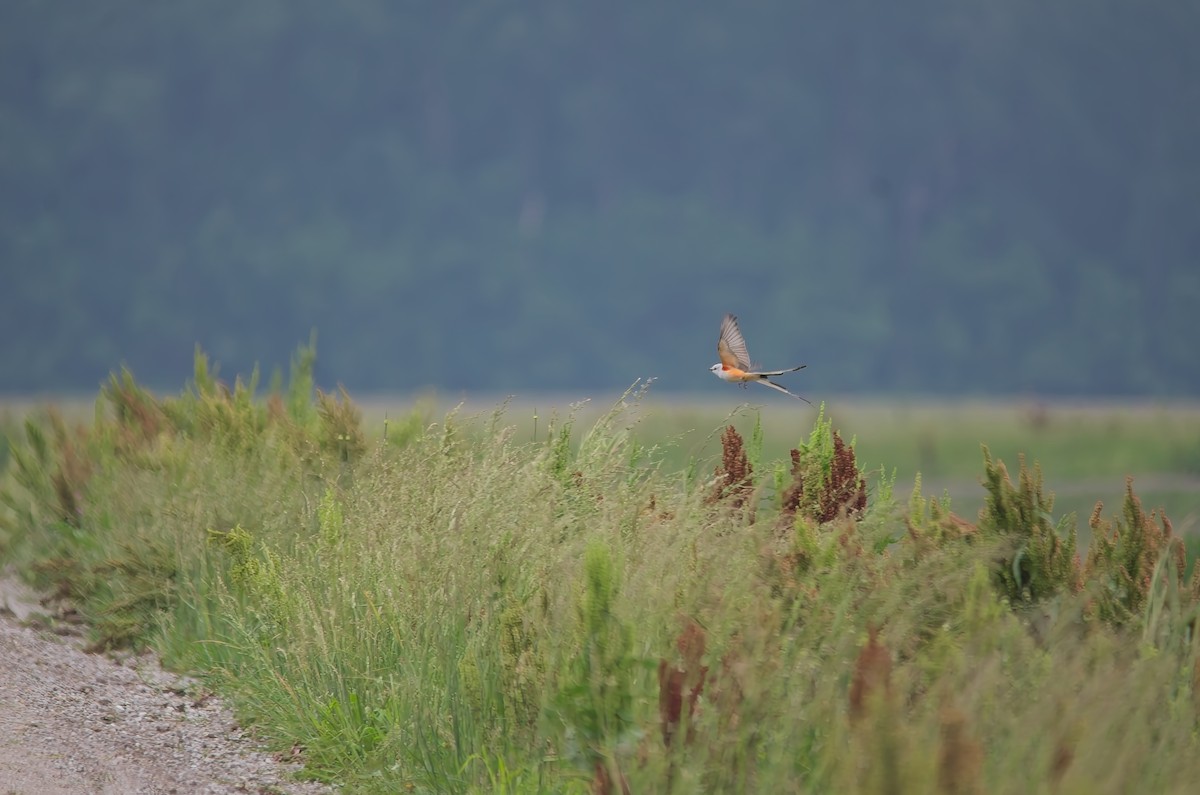 Scissor-tailed Flycatcher - Jamie aukskalnis