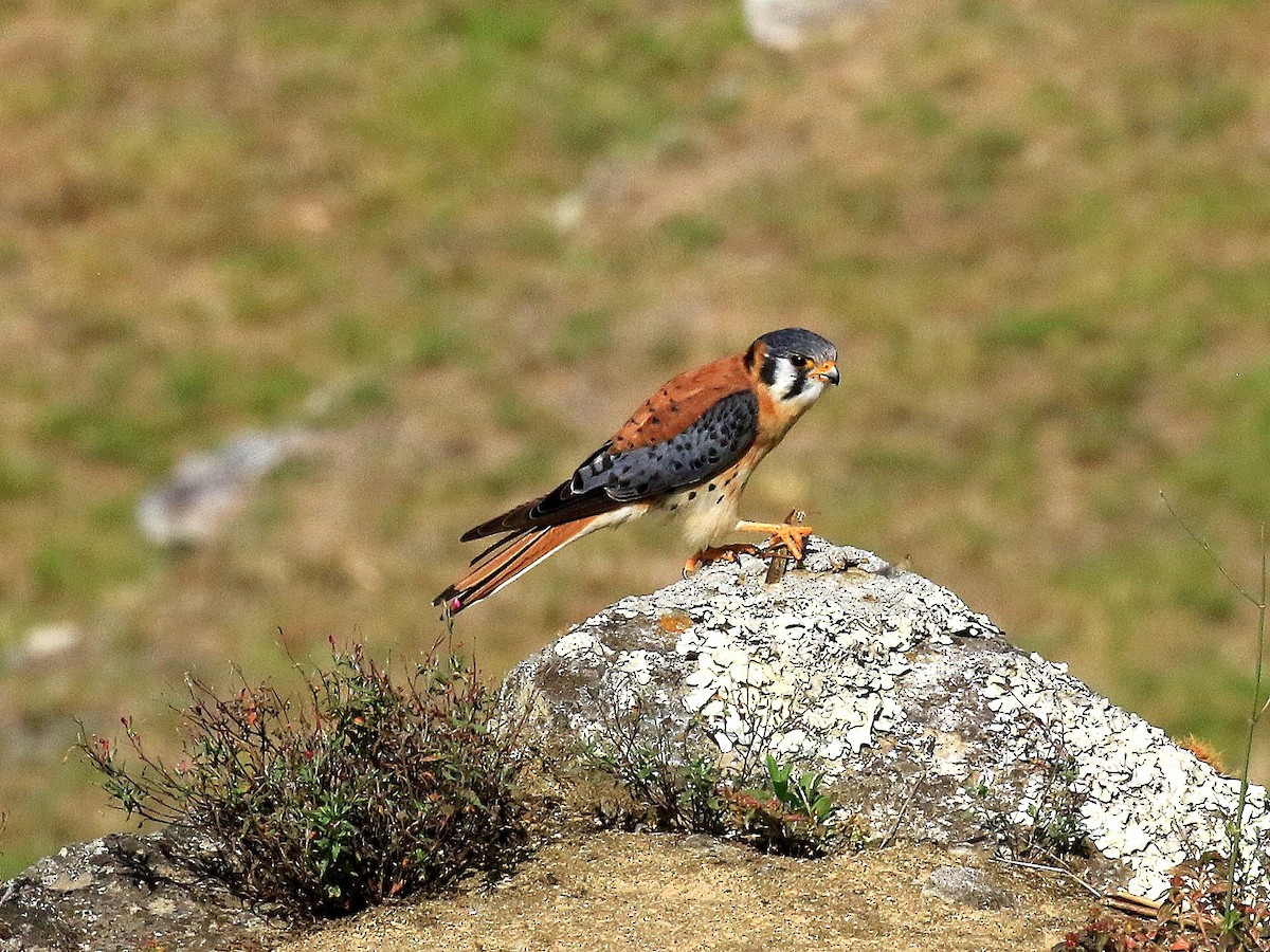 American Kestrel - ML619099591