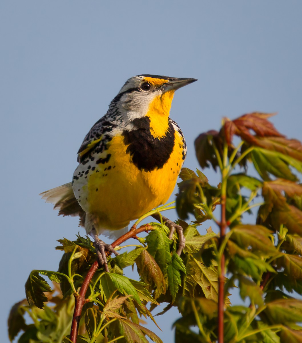 Eastern Meadowlark - ML619099604