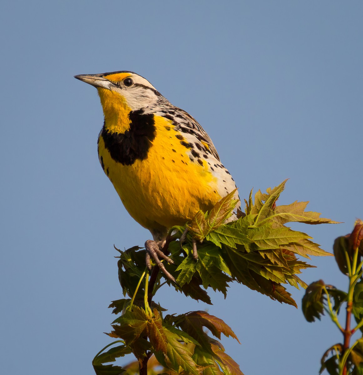 Eastern Meadowlark - Pamela  Bevelhymer