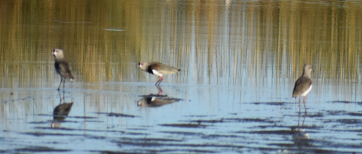 Southern Lapwing - ML619099612