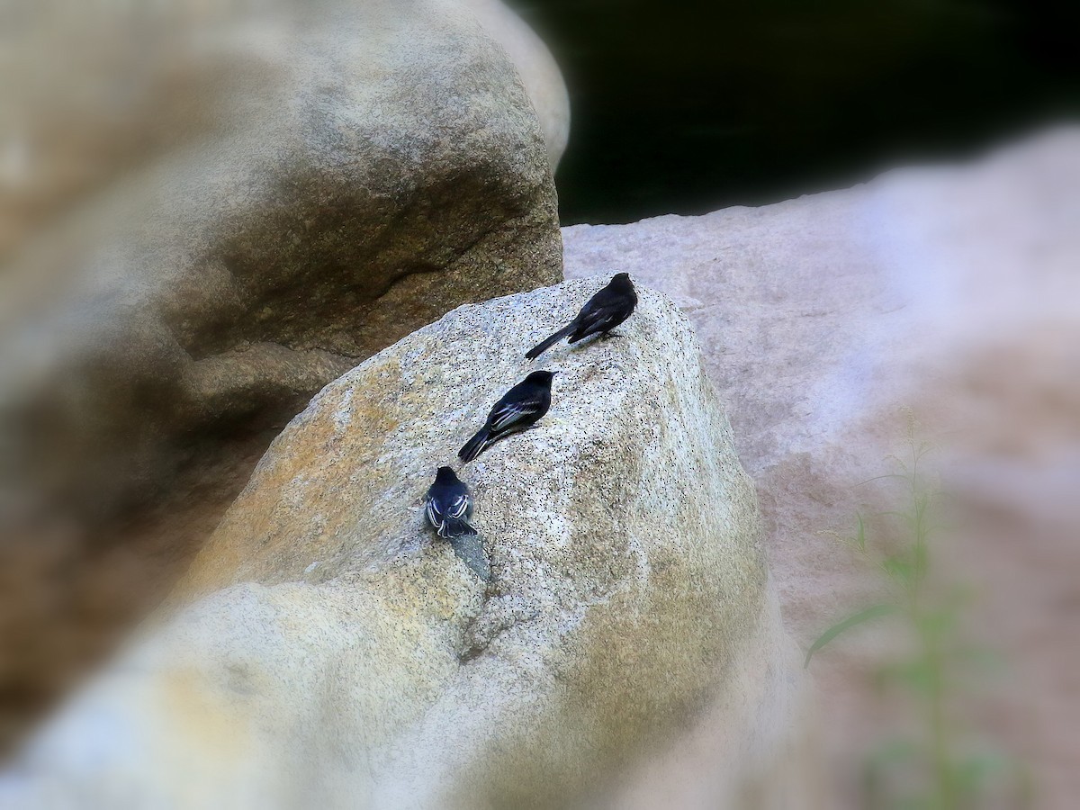 Black Phoebe - Geoff Butcher